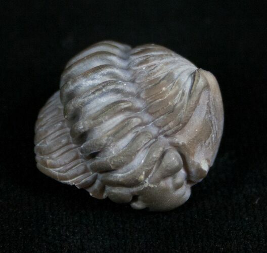 Partially Enrolled Flexicalymene Trilobite #4600